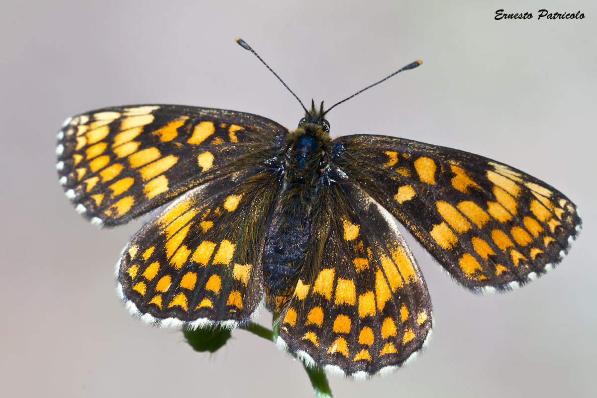 farfalla da identificare